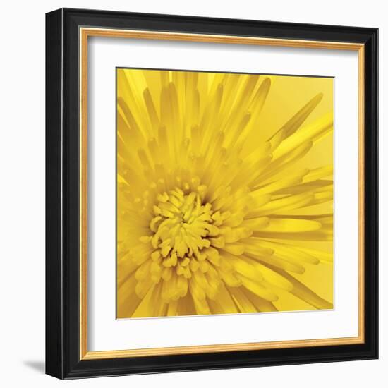 Yellow Mum III-Jenny Kraft-Framed Giclee Print