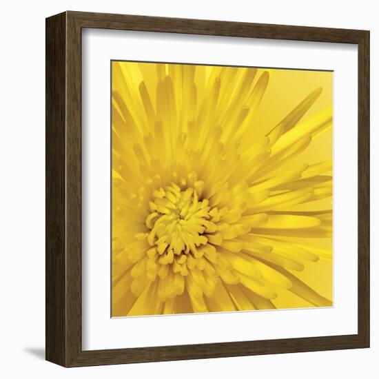 Yellow Mum III-Jenny Kraft-Framed Giclee Print