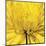 Yellow Mum IV-Jenny Kraft-Mounted Giclee Print