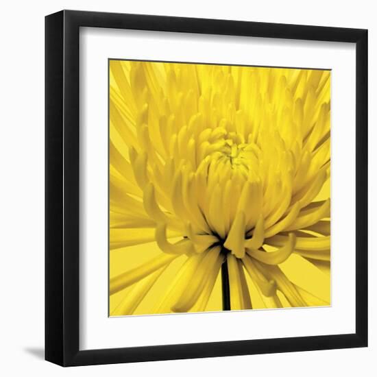 Yellow Mum IV-Jenny Kraft-Framed Giclee Print