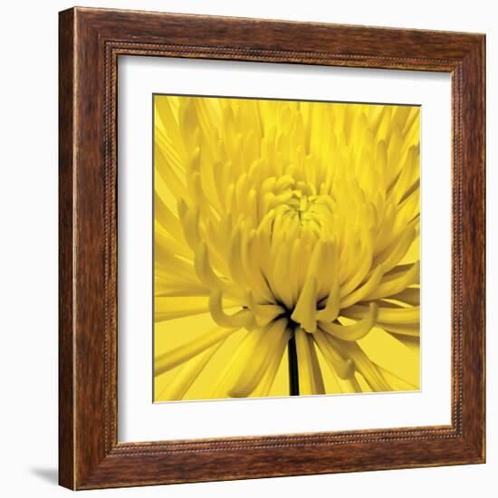 Yellow Mum IV-Jenny Kraft-Framed Giclee Print