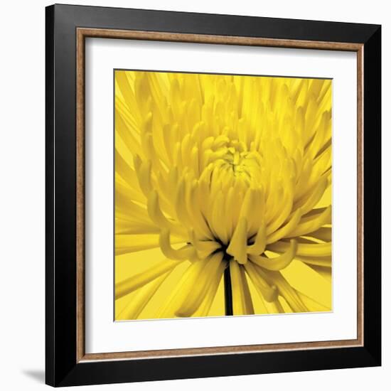 Yellow Mum IV-Jenny Kraft-Framed Giclee Print