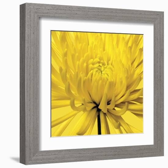 Yellow Mum IV-Jenny Kraft-Framed Giclee Print