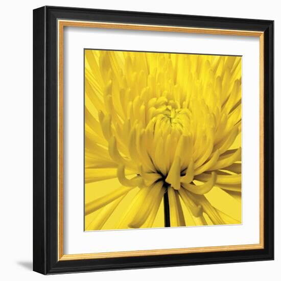 Yellow Mum IV-Jenny Kraft-Framed Giclee Print