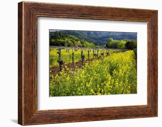 Yellow Mustard And Old Grapevines-George Oze-Framed Photographic Print