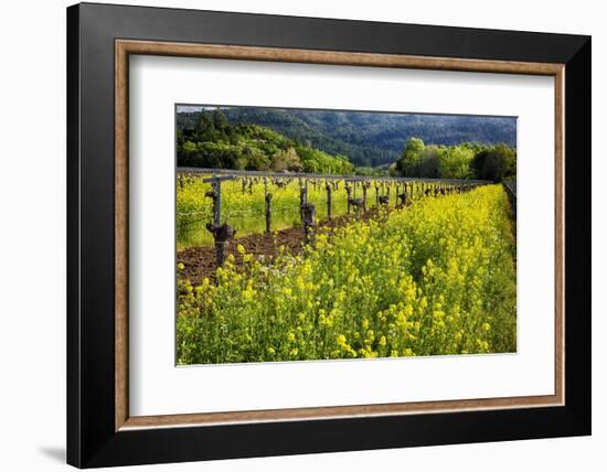 Yellow Mustard And Old Grapevines-George Oze-Framed Photographic Print