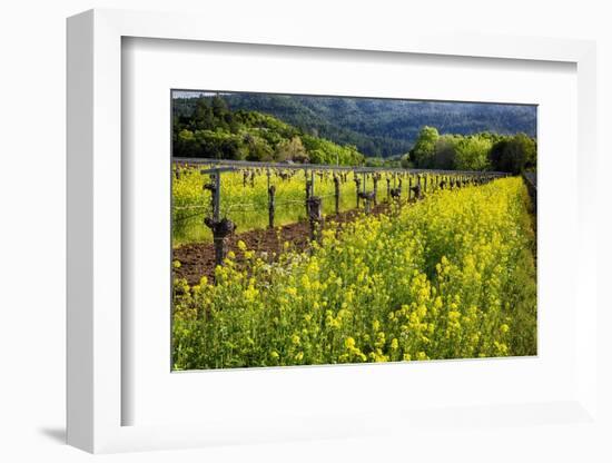 Yellow Mustard And Old Grapevines-George Oze-Framed Photographic Print