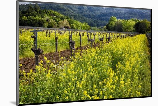 Yellow Mustard And Old Grapevines-George Oze-Mounted Photographic Print