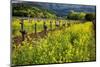 Yellow Mustard And Old Grapevines-George Oze-Mounted Photographic Print