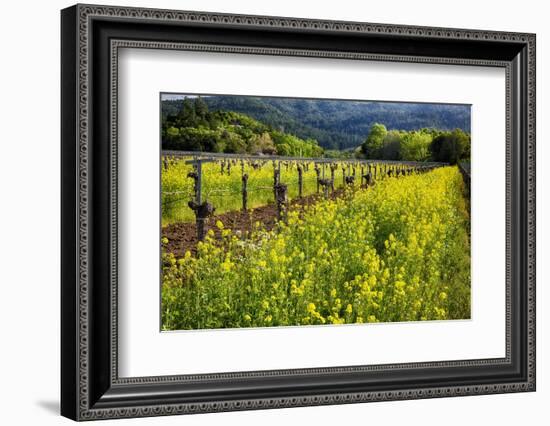 Yellow Mustard And Old Grapevines-George Oze-Framed Photographic Print