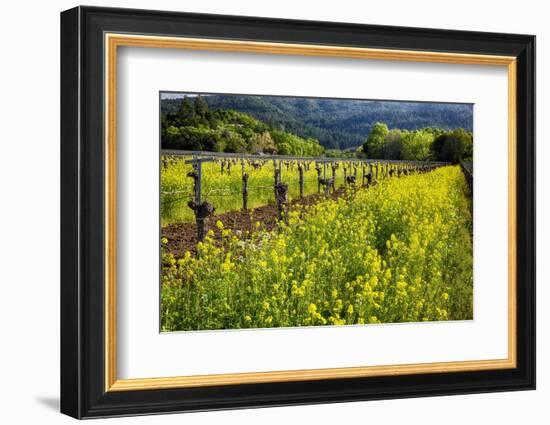 Yellow Mustard And Old Grapevines-George Oze-Framed Photographic Print