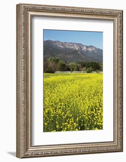 Yellow Mustard and Topa Topa Mountains in Spring, Upper Ojai, California, Usa, 04.26.2014-Joseph Sohm-Framed Photographic Print