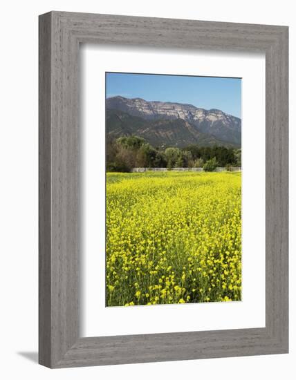 Yellow Mustard and Topa Topa Mountains in Spring, Upper Ojai, California, Usa, 04.26.2014-Joseph Sohm-Framed Photographic Print