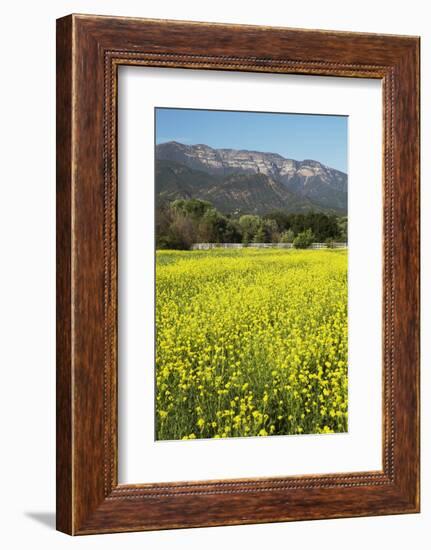 Yellow Mustard and Topa Topa Mountains in Spring, Upper Ojai, California, Usa, 04.26.2014-Joseph Sohm-Framed Photographic Print