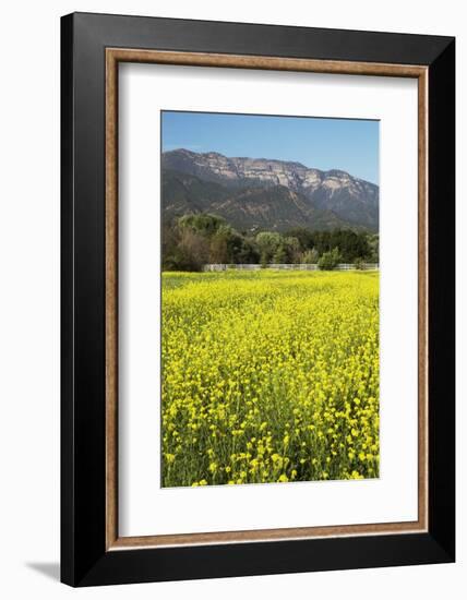Yellow Mustard and Topa Topa Mountains in Spring, Upper Ojai, California, Usa, 04.26.2014-Joseph Sohm-Framed Photographic Print