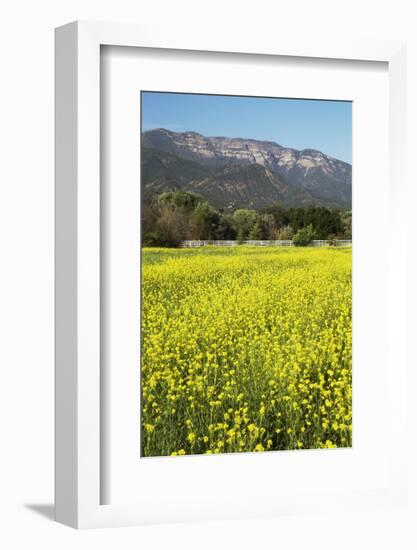 Yellow Mustard and Topa Topa Mountains in Spring, Upper Ojai, California, Usa, 04.26.2014-Joseph Sohm-Framed Photographic Print