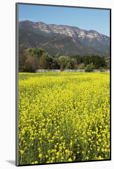 Yellow Mustard and Topa Topa Mountains in Spring, Upper Ojai, California, Usa, 04.26.2014-Joseph Sohm-Mounted Photographic Print