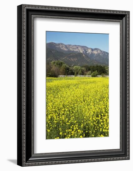 Yellow Mustard and Topa Topa Mountains in Spring, Upper Ojai, California, Usa, 04.26.2014-Joseph Sohm-Framed Photographic Print