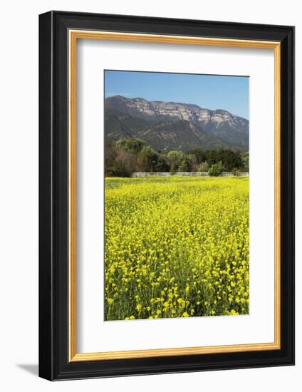 Yellow Mustard and Topa Topa Mountains in Spring, Upper Ojai, California, Usa, 04.26.2014-Joseph Sohm-Framed Photographic Print