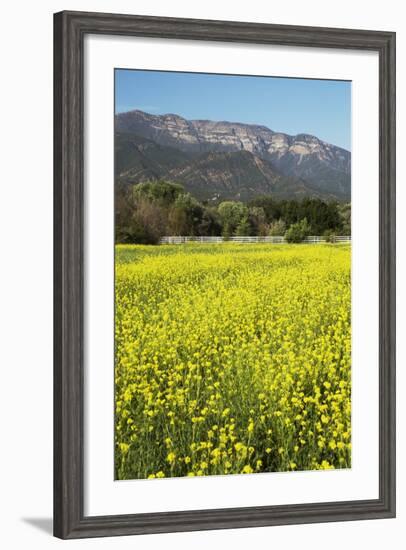 Yellow Mustard and Topa Topa Mountains in Spring, Upper Ojai, California, Usa, 04.26.2014-Joseph Sohm-Framed Photographic Print