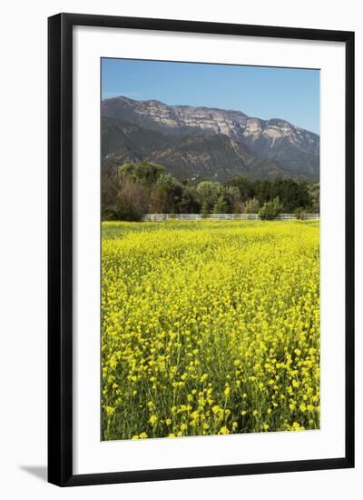 Yellow Mustard and Topa Topa Mountains in Spring, Upper Ojai, California, Usa, 04.26.2014-Joseph Sohm-Framed Photographic Print