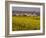 Yellow mustard flowers, Elvillar Village, La Rioja, Spain-Janis Miglavs-Framed Photographic Print