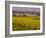 Yellow mustard flowers, Elvillar Village, La Rioja, Spain-Janis Miglavs-Framed Photographic Print