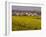 Yellow mustard flowers, Elvillar Village, La Rioja, Spain-Janis Miglavs-Framed Photographic Print