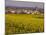 Yellow mustard flowers, Elvillar Village, La Rioja, Spain-Janis Miglavs-Mounted Photographic Print