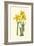 Yellow Narcissus I-Van Houtt-Framed Premium Giclee Print