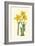 Yellow Narcissus I-Van Houtt-Framed Premium Giclee Print