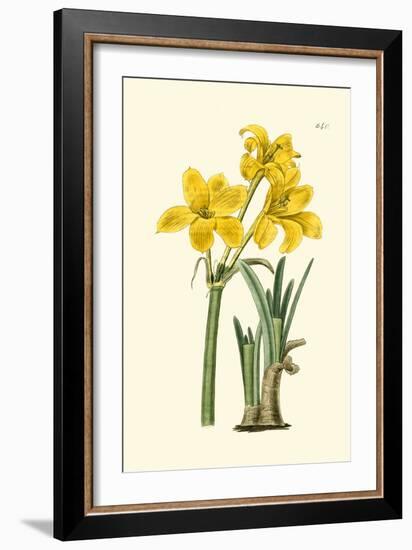 Yellow Narcissus I-Van Houtt-Framed Premium Giclee Print