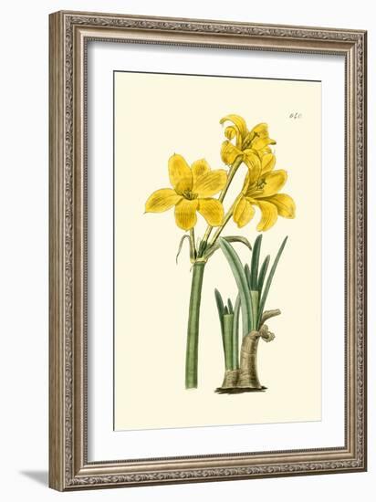 Yellow Narcissus I-Van Houtt-Framed Art Print