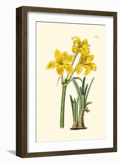 Yellow Narcissus I-Van Houtt-Framed Art Print