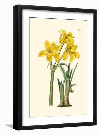 Yellow Narcissus I-Van Houtt-Framed Art Print