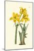 Yellow Narcissus I-Van Houtt-Mounted Art Print