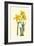 Yellow Narcissus I-Van Houtt-Framed Art Print