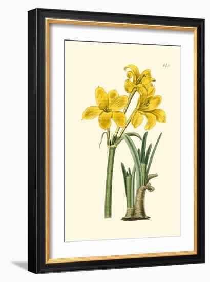 Yellow Narcissus I-Van Houtt-Framed Art Print