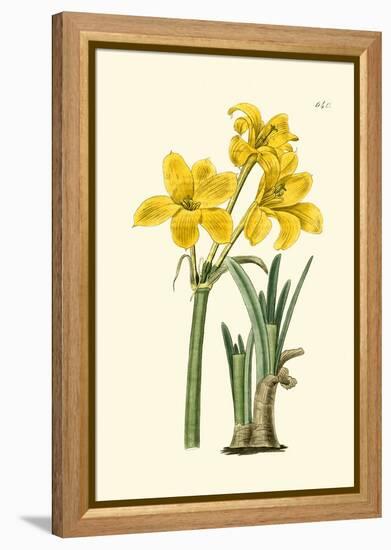 Yellow Narcissus I-Van Houtt-Framed Stretched Canvas