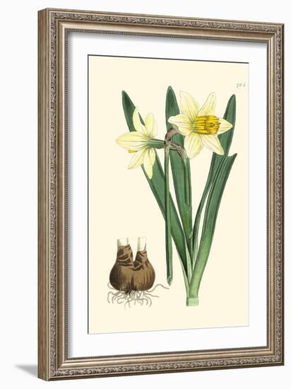 Yellow Narcissus II-Van Houtt-Framed Premium Giclee Print