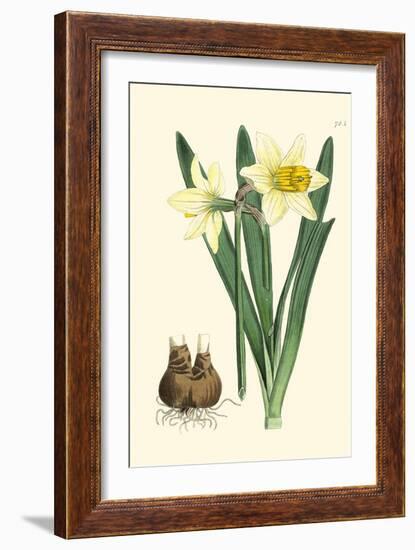 Yellow Narcissus II-Van Houtt-Framed Premium Giclee Print