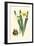 Yellow Narcissus II-Van Houtt-Framed Premium Giclee Print