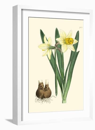 Yellow Narcissus II-Van Houtt-Framed Premium Giclee Print