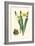 Yellow Narcissus II-Van Houtt-Framed Art Print