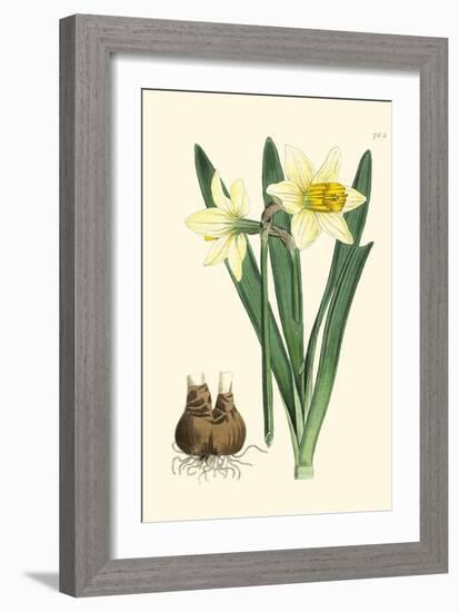 Yellow Narcissus II-Van Houtt-Framed Art Print