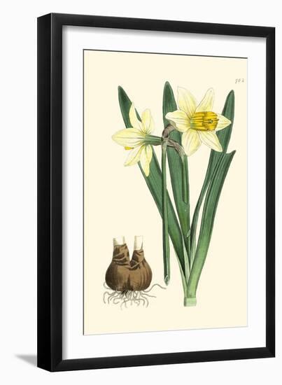 Yellow Narcissus II-Van Houtt-Framed Art Print