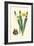 Yellow Narcissus II-Van Houtt-Framed Art Print