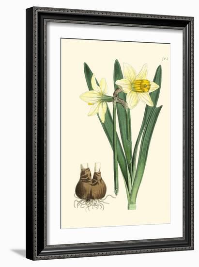 Yellow Narcissus II-Van Houtt-Framed Art Print