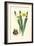 Yellow Narcissus II-Van Houtt-Framed Art Print