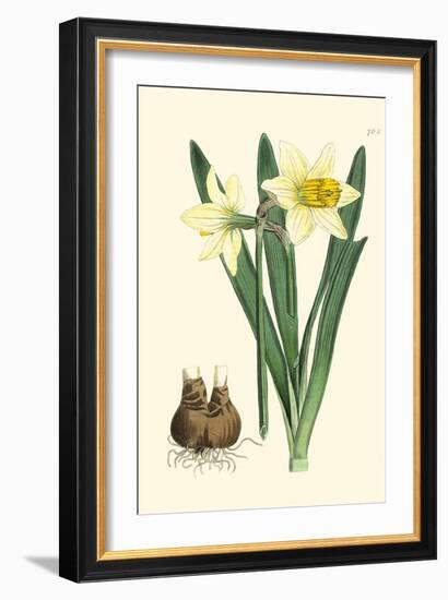 Yellow Narcissus II-Van Houtt-Framed Art Print